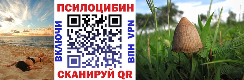 Купить где Кодинск Псилоцибиновые грибы Psilocybine cubensis